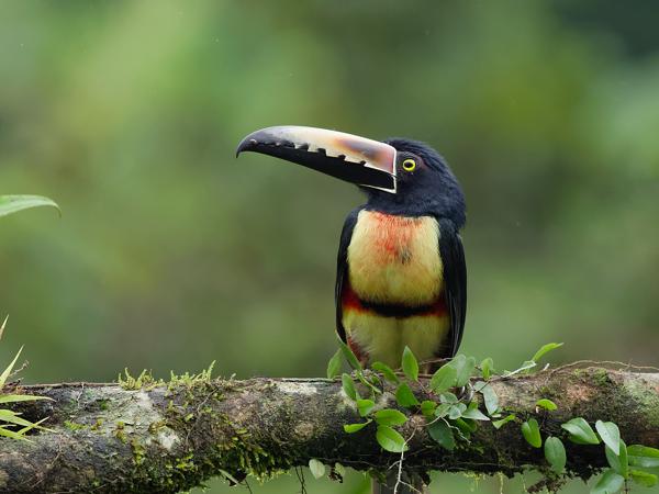 <h3><a href="/trips/costa-rica/biota/animalia/chordata/aves/039 piciformes/005 ramphastidae/pteroglossus torquatus/pteroglossus torquatus-nl.html">Pteroglossus&nbsp;torquatus</a> / Collared&nbsp;aracari / Halsbandarassari</h3>OM-1 Mark II met OLYMPUS M.150-400mm F4.5 TC, 1/2000 sec  bij F5.6, ISO 5000, afstand 8.81&nbsp;m